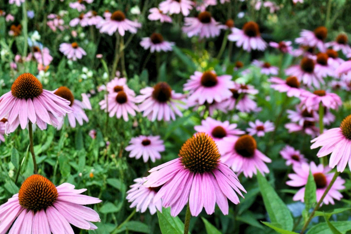 Purple Coneflower Seeds – Echinacea purpurea, Perennial Wildflower, Pollinator Garden Plant, Purple Blooms, 305 Seeds