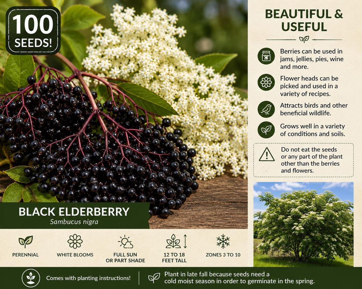 Black Elderberry Seeds – Sambucus nigra Berry Shrub, Perennial with White Flowers & Dark Berries, Wildlife & Landscape Plant