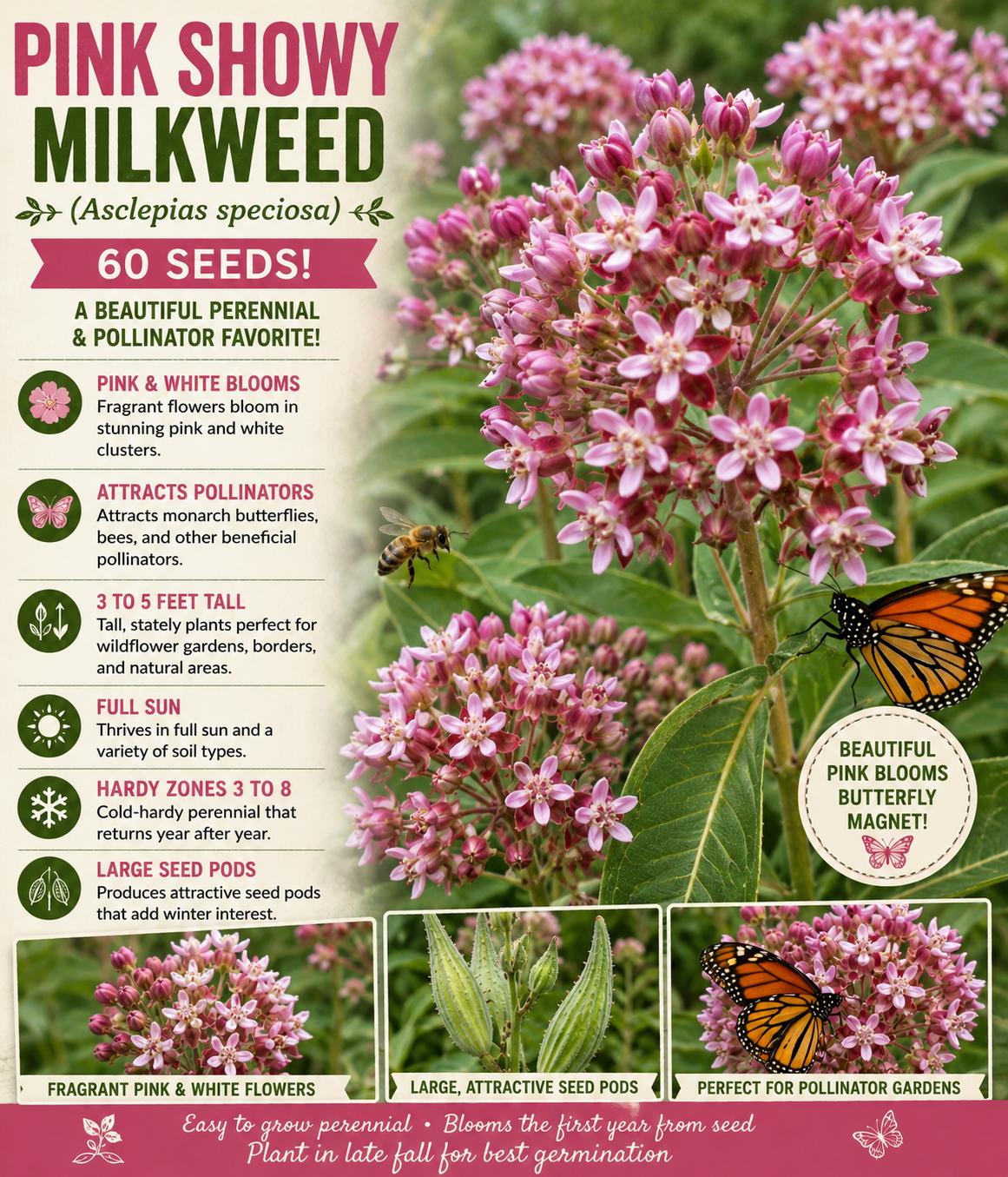 Showy Milkweed Seeds 60 Pack – Asclepias speciosa Perennial Wildflower with Pink and White Blooms for Butterfly Gardens