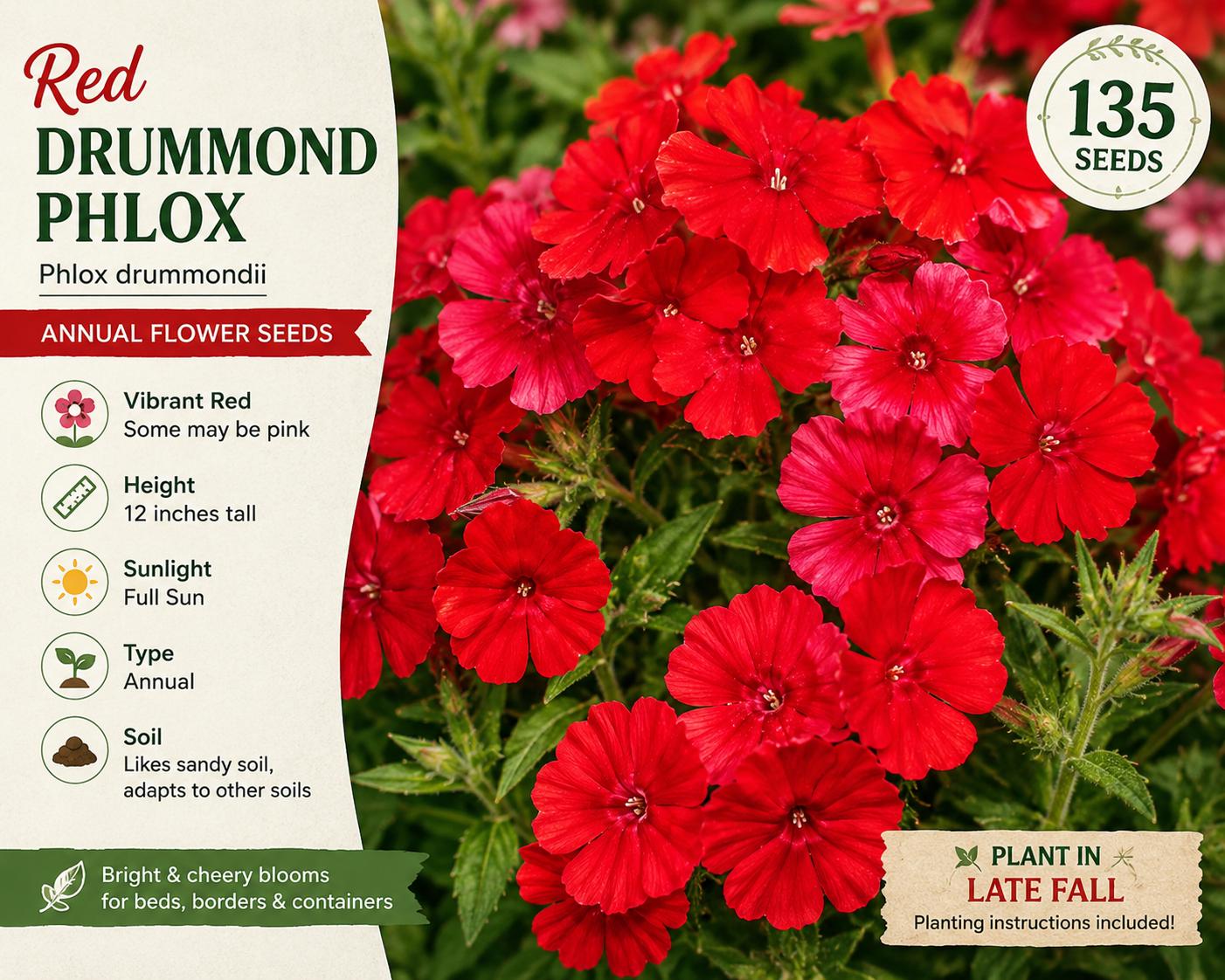 Red Drummond Phlox Seeds – Annual Flower, Vibrant Red & Pink Blooms, Phlox drummondii, 135 Seeds for Garden Beds & Borders
