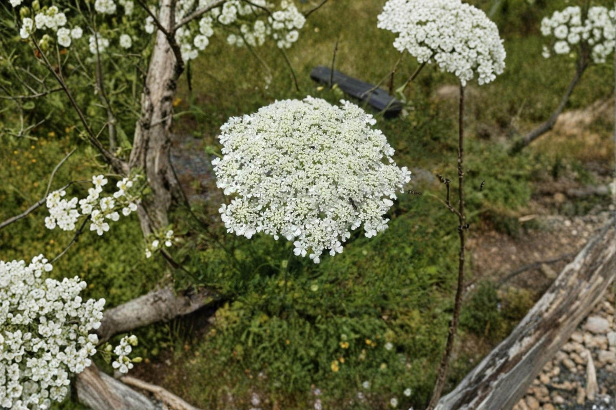 Queen Anne's Lace Seeds 250 Wild Carrot Daucus carota Open Pollinated Wildflower for Gardens & Pollinator Gardens