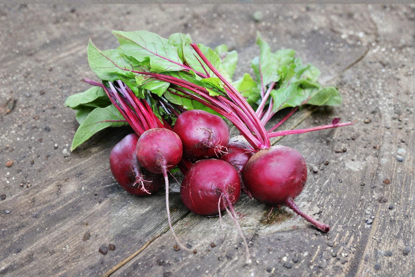 Detroit Red Beet Seeds 250 Count | Beta vulgaris Heirloom Garden Vegetable Seeds for Planting