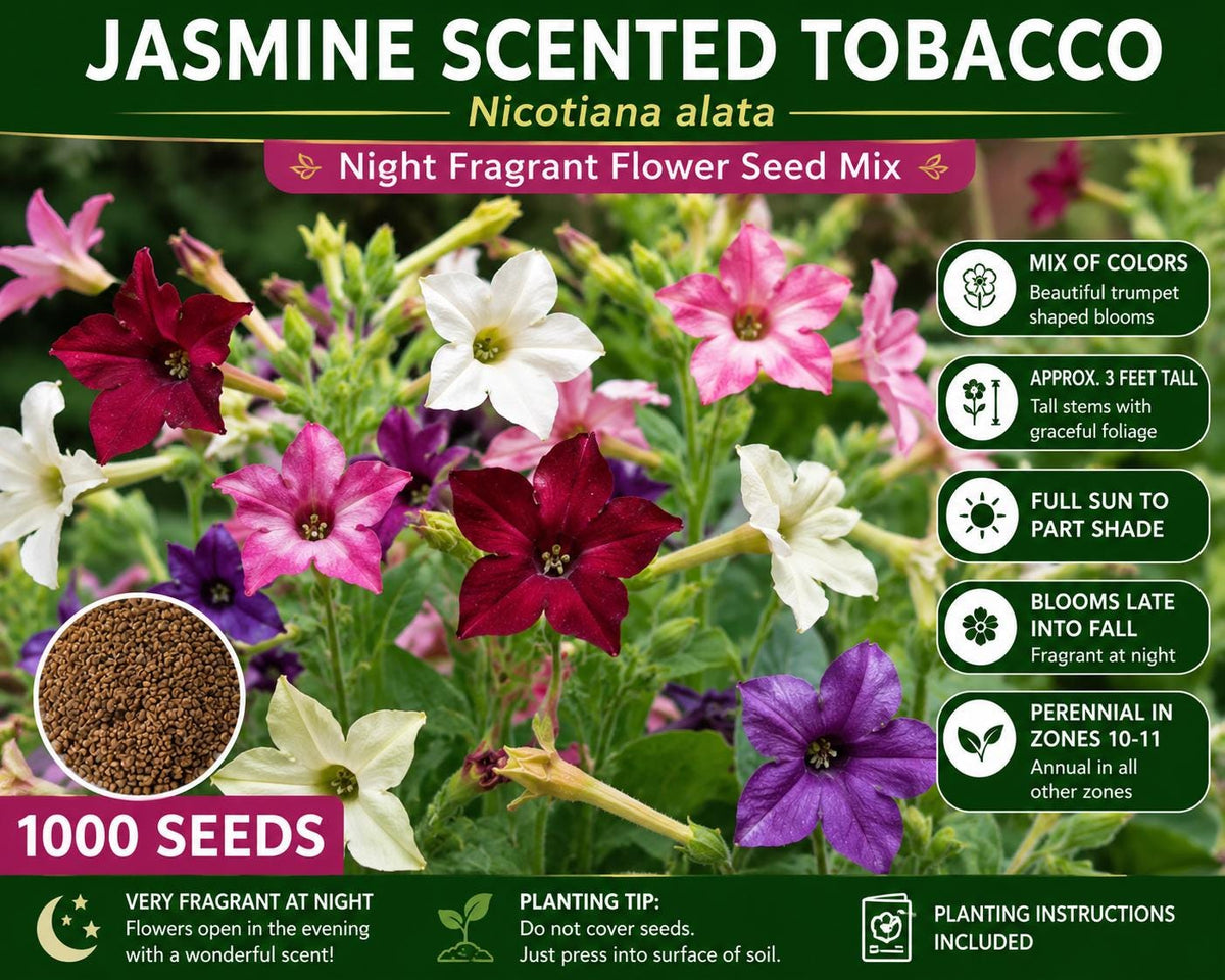 Jasmine Scented Tobacco Seeds 1000 Nicotiana alata Night Fragrant Flower Mix, Ornamental, Fragrant Trumpet Blooms