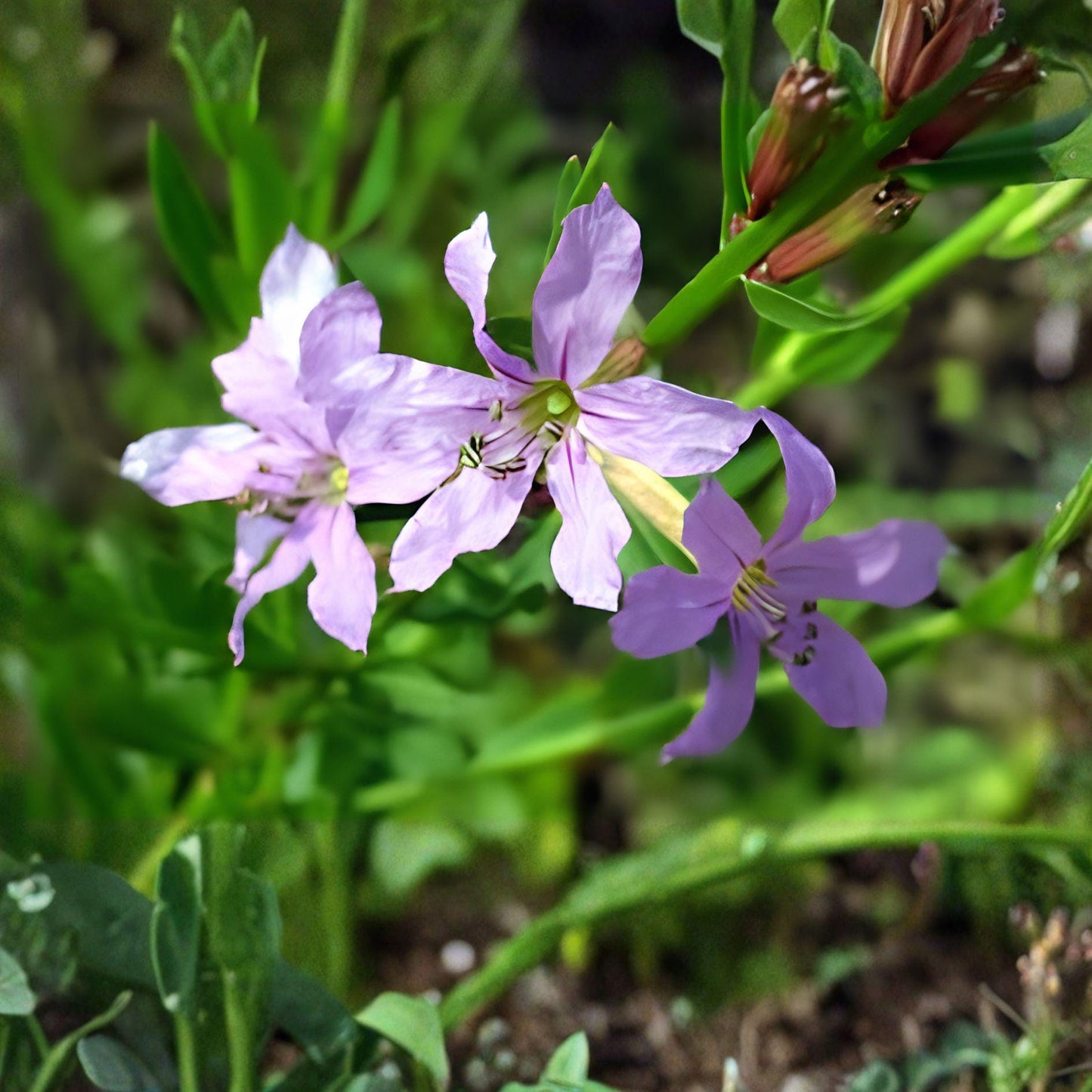 Winged Loosestrife Seeds 1000 Lythrum alatum Native Perennial Wildflower for Pollinator Gardens & Natural Landscapes