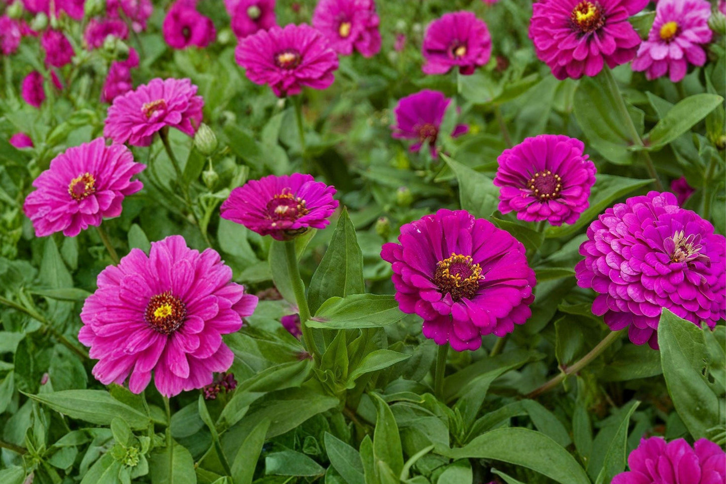 Purple Prince Zinnia Seeds – 140 Purple Annual Flower Seeds, Zinnia elegans, 3-5 Inch Blooms for Sunny Gardens