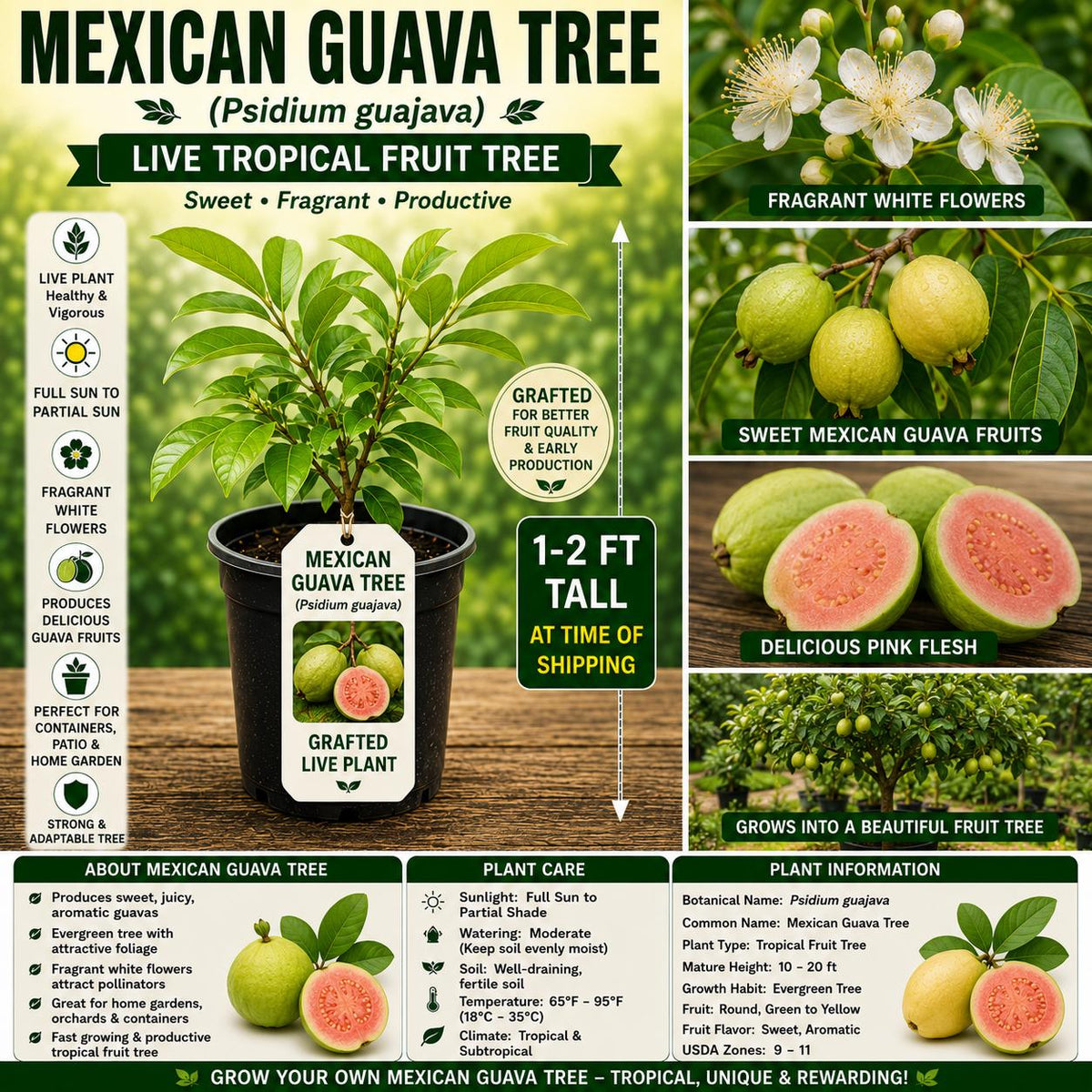 Mexican Guava Tree Live Plant 1–2 ft, Psidium guajava, Tropical Fruit Tree for Garden, Patio & Landscape