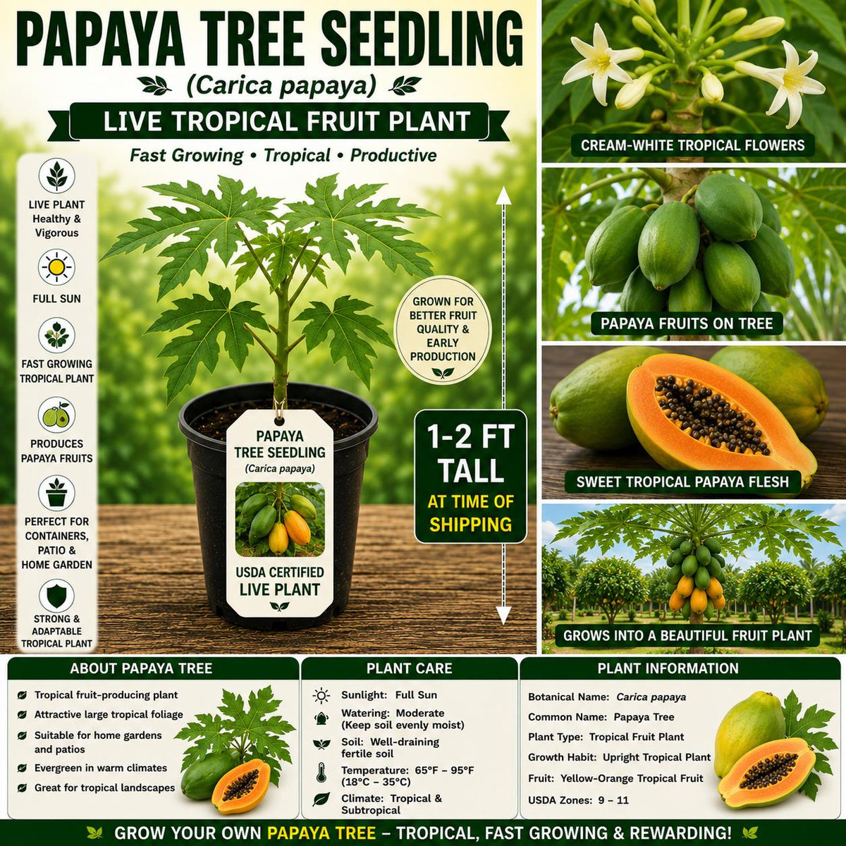 Live Papaya Tree Seedling – 1-2 Ft Tropical Fruit Plant, Carica papaya, USDA Certified, Grow Your Own Tropical Fruit