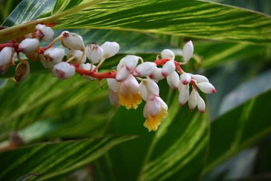 Shell Ginger Rhizome – Alpinia zerumbet Live Plant – Porcelain Lily Ginger