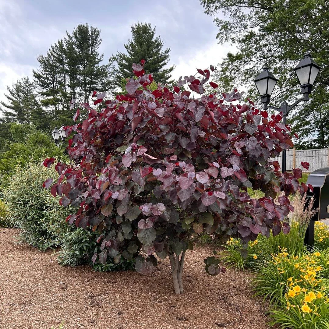 Live Redbud Tree 4-6 ft Burgundy Foliage Flowering Cercis canadensis Merlot