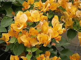 Gold Bougainvillea Live Starter Plant – Well Rooted Bougainvillea Plug Plant