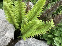 Jurassic Gold Fern Live Plants 3 Rooted Starters in 1 Qt Pots, Golden Green Foliage, Shade Garden Fern, Dryopteris 'Jurassic Gold'