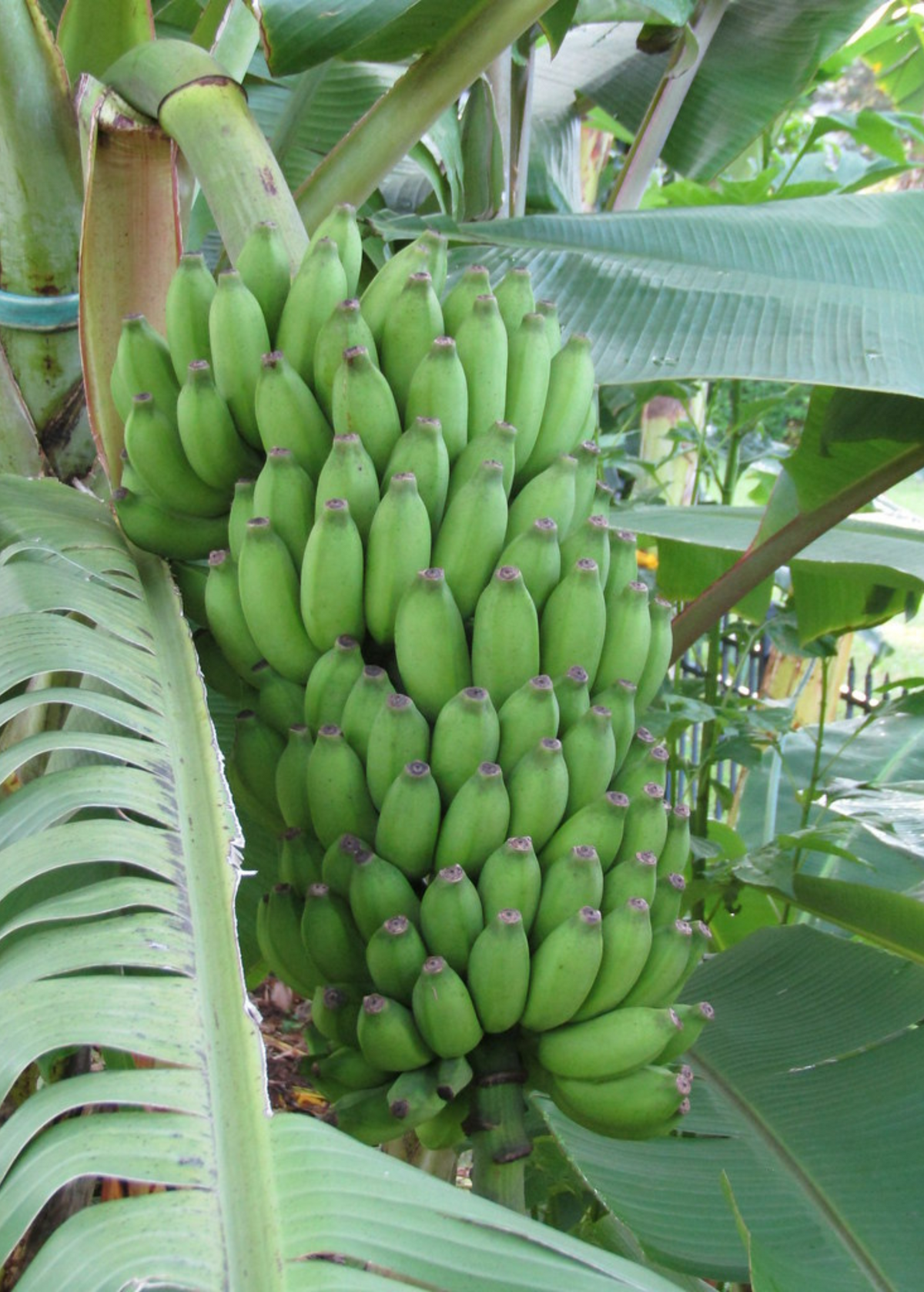 Banana Pisang Ceylon (Musa) - Small Fruit, Lady Finger Bananas, Tropical Fruit Plant