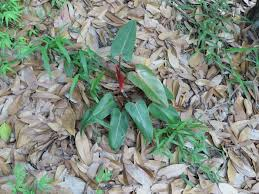 Philodendron 'Super Mini Red' Live Terrarium Plant – Pincushion Philodendron Starter Plant