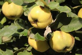 Quince Fruit Tree Seeds – Rare Cydonia oblonga Orchard Plant for Backyard Garden and Edible Landscape