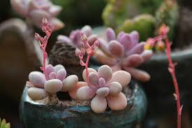 Moonstone Thick-Leaf Succulent Live Plant in 2 Inch Pot | Pachyphytum oviferum