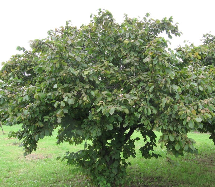 American Hazelnut Tree Seedling – 1 Year Old Native Nut Shrub Corylus americana for Edible Nuts & Wildlife Habitat