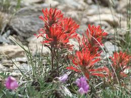 50 Seeds Castilleja angustifolia v. dubia Northwestern Indian Paintbrush Wildflower for Pollinator Gardens