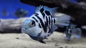 Blue Polar Parrotfish 1"-1.5"