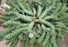 Crassula Marnieriana Baby Necklace Variegated Succulent Cuttings – 6 Live 2-3 Inch Propagation Plants