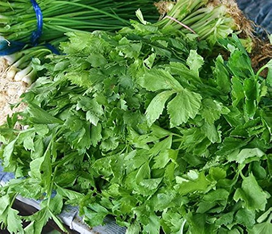 1350 Seeds Chinese Celery Kintsai Dark Green – Heirloom Apium graveolens for Gardening & Culinary Use