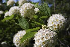 5 Ninebark Shrubs - Physocarpus opulifolius | 12–18” Live Ornamental Shrubs for Landscaping & Borders