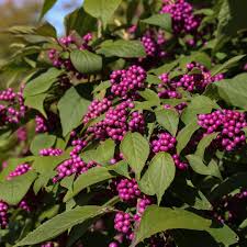 Beautyberry Bush Cuttings - Callicarpa americana, 7 Live Clippings with Purple Berries, USDA Zones 6-10
