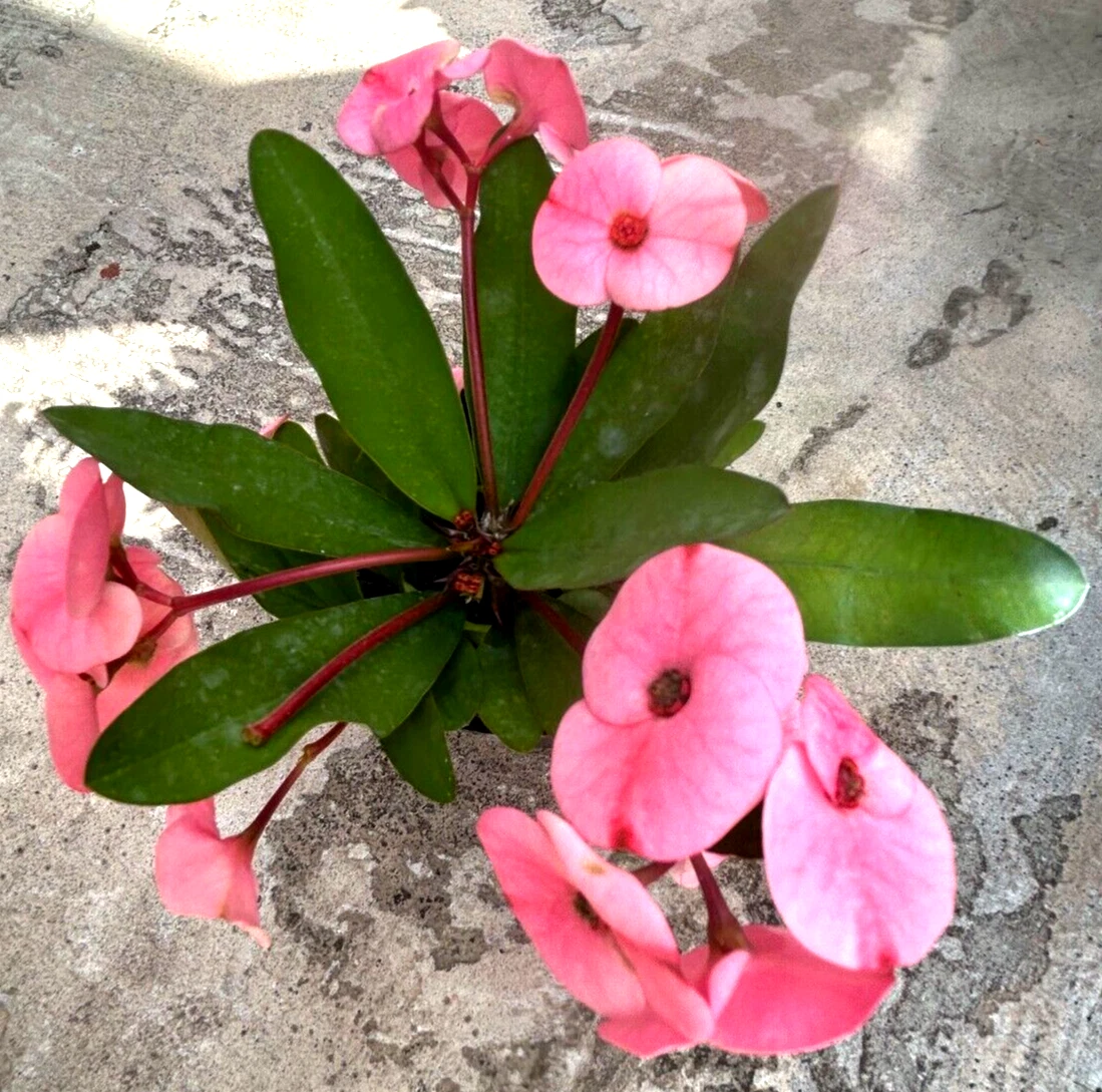 Euphorbia milii Cuttings - Thai Hybrid Crown of Thorns with Pink Flowers, USDA Zones 9-11