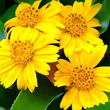 Wedelia Trilobata Plants - 100 Rooted Vines with Yellow-Orange Flowers, USDA Zones 8-11