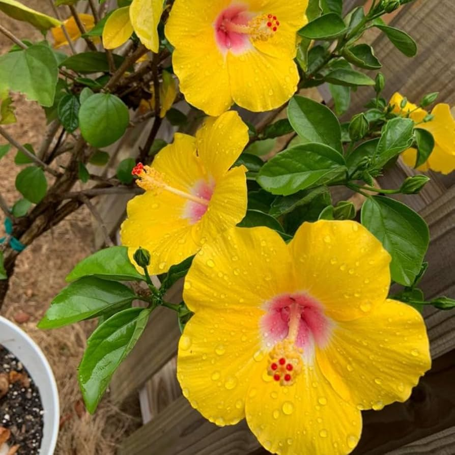 25 Seeds Pineland Hibiscus | Native Perennial Yellow Wildflower | Pollinator-Friendly Garden Plant