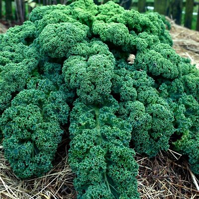 1,500 Dwarf Blue Curled Scotch Kale Seeds ā Non-GMO Heirloom, Hardy,