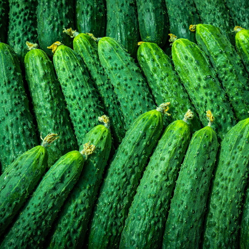 10 Seeds Cucumber Chinese Snake Curved - Heirloom Cucumis sativus for Gardening