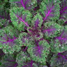 Red Russian Kale Seeds | Non-GMO | Purple Stems, Tender Leaves | Cold Tolerant | | USDA Zones 3-9