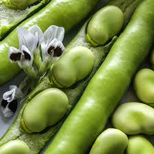 Fava Bean Seeds 5g – Heirloom, Cold Hardy, High Yield, Easy to Grow