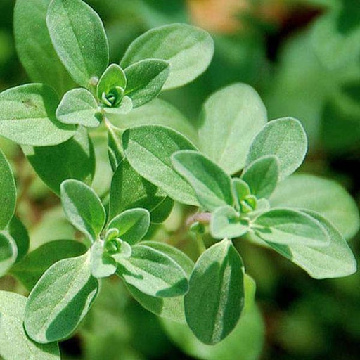 400 Marjoram Seeds (Origanum majorana) Non-GMO Organic Herb for Garden & Culinary Use