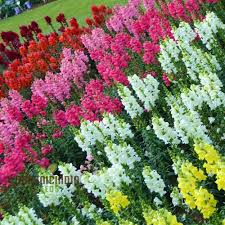 Admiral Mix Snapdragon Seeds | 1000+ Antirrhinum majus | Vibrant Colorful Blooms for Garden & Borders