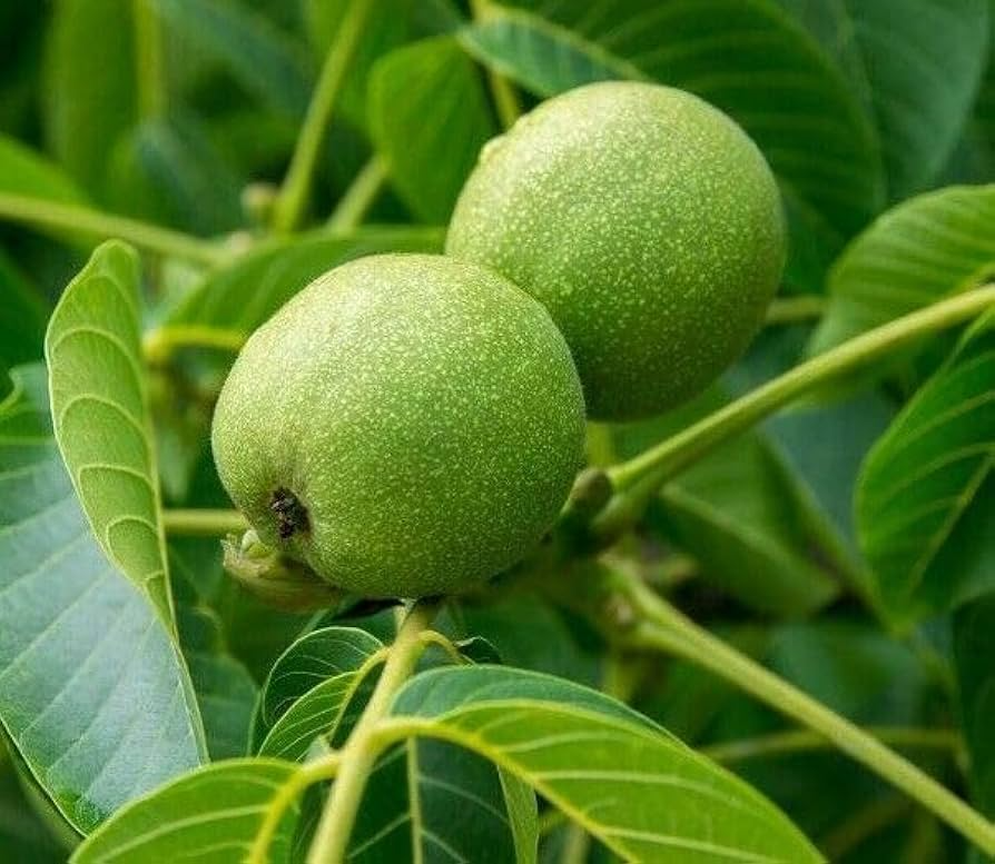 2 Black Walnut Trees Bare Root Live Plants 2ft Tall Juglans nigra Nut-Producing Shade Trees