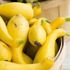 Early Summer Crookneck Squash Seed Pack | Heirloom Yellow Zucchini Vegetable | Cucurbita pepo