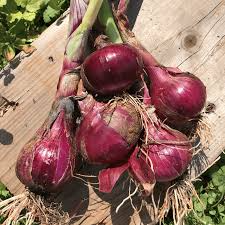 250 mg Seeds Onion Southport Red Globe – Heirloom Allium cepa Red Onion Seeds for Planting & Gardening