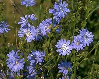 1500 Seeds Chicory Cichorium intybus Heirloom Vegetable & Coffee Substitute, Edible Leaves & Roots, Pollinator-Friendly
