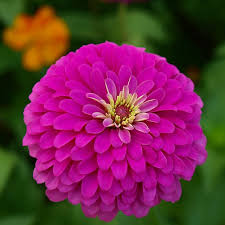 100 Zinnia 'Violet Queen' Seeds โ Purple Zinnia elegans โ Attracts Butterflies, Hummingbirds, Songbirds โ Non-GMO, Annual Blooms