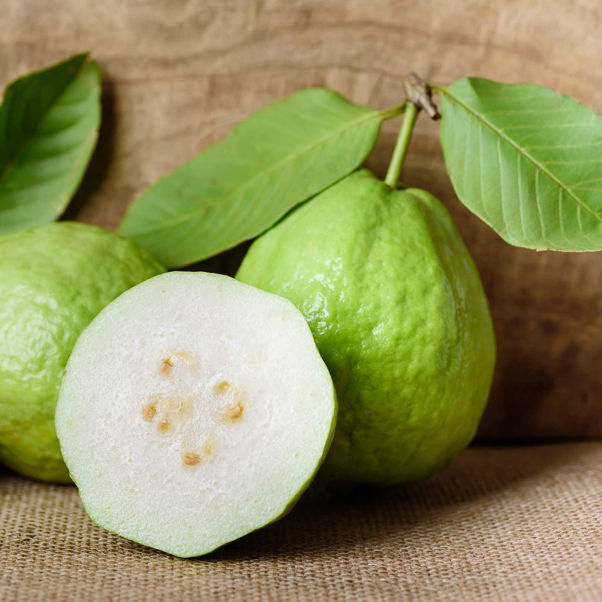Guava Tree – Live Tropical White Guava Fruit Tree – Ships in Pot – Ready to Plant