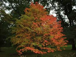10 Seeds Acer grosseri var. Hersii – Hers's Snakebark Maple, Rare Ornamental Tree