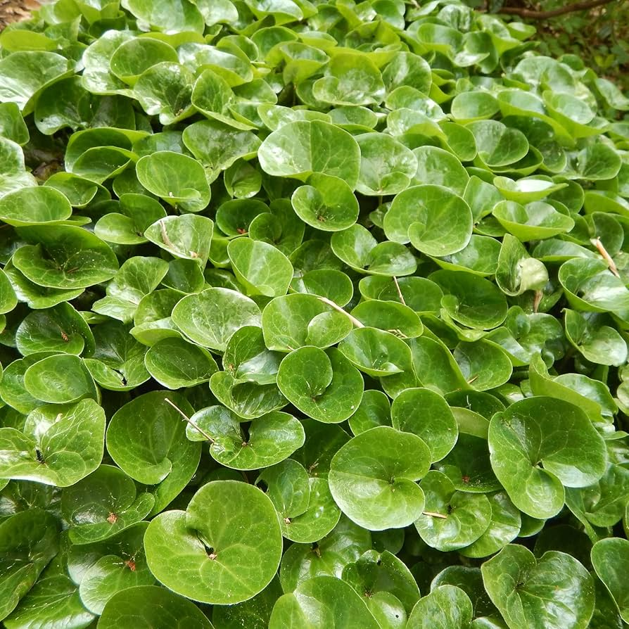 Wild Ginger Seeds 100mg | Asarum canadense | Shade-Loving Perennial Groundcover Native Herb Pollinator-Friendly Non-GMO