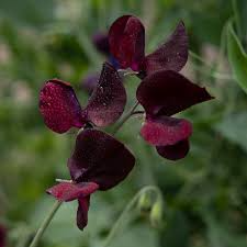 Midnight Sweet Pea Seeds – Deep Maroon-Black Climbing Vine – 50+ Seeds USA