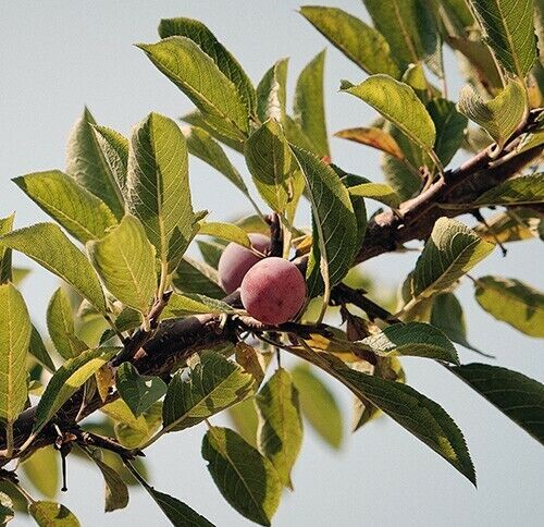 Japanese Ume Plum – 4 Cuttings, Fragrant Winter Flowers & Edible Fruits, Umeboshi and Umeshu Can't ship to Ca, Fl, Hi, Az