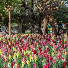 Antirrhinum majus Rainbow Mix Snapdragon Seeds – 1000+ Multicolor Blooms for Vibrant Garden & Cut Flowers