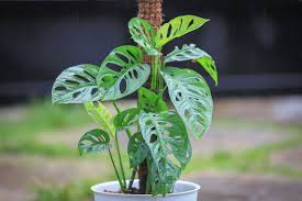 3 Monstera Adansonii Swiss Cheese Unrooted Cuttings - Indoor/Outdoor Houseplant, Easy Propagation, Unique Foliage, Tropical Plant for Home