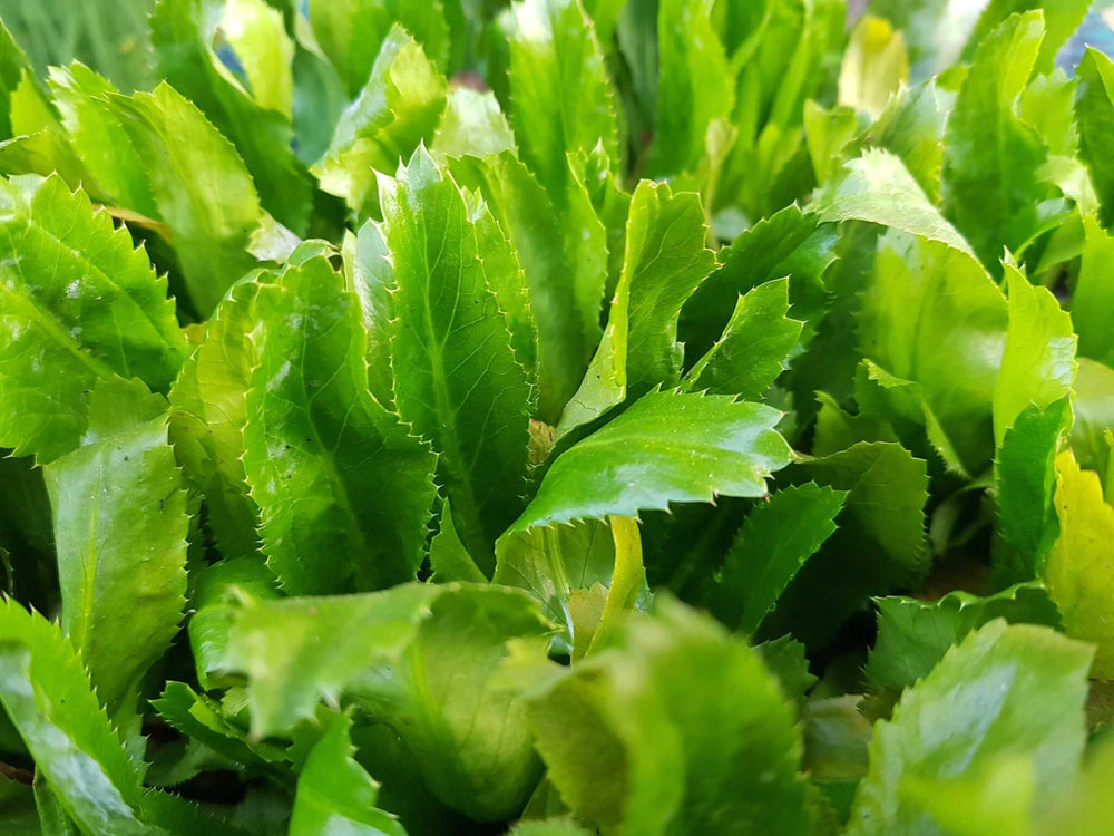 100 Seeds Culantro Ngo Gai - Eryngium foetidum | Vietnamese Recao Heirloom Herb for Culinary & Garden
