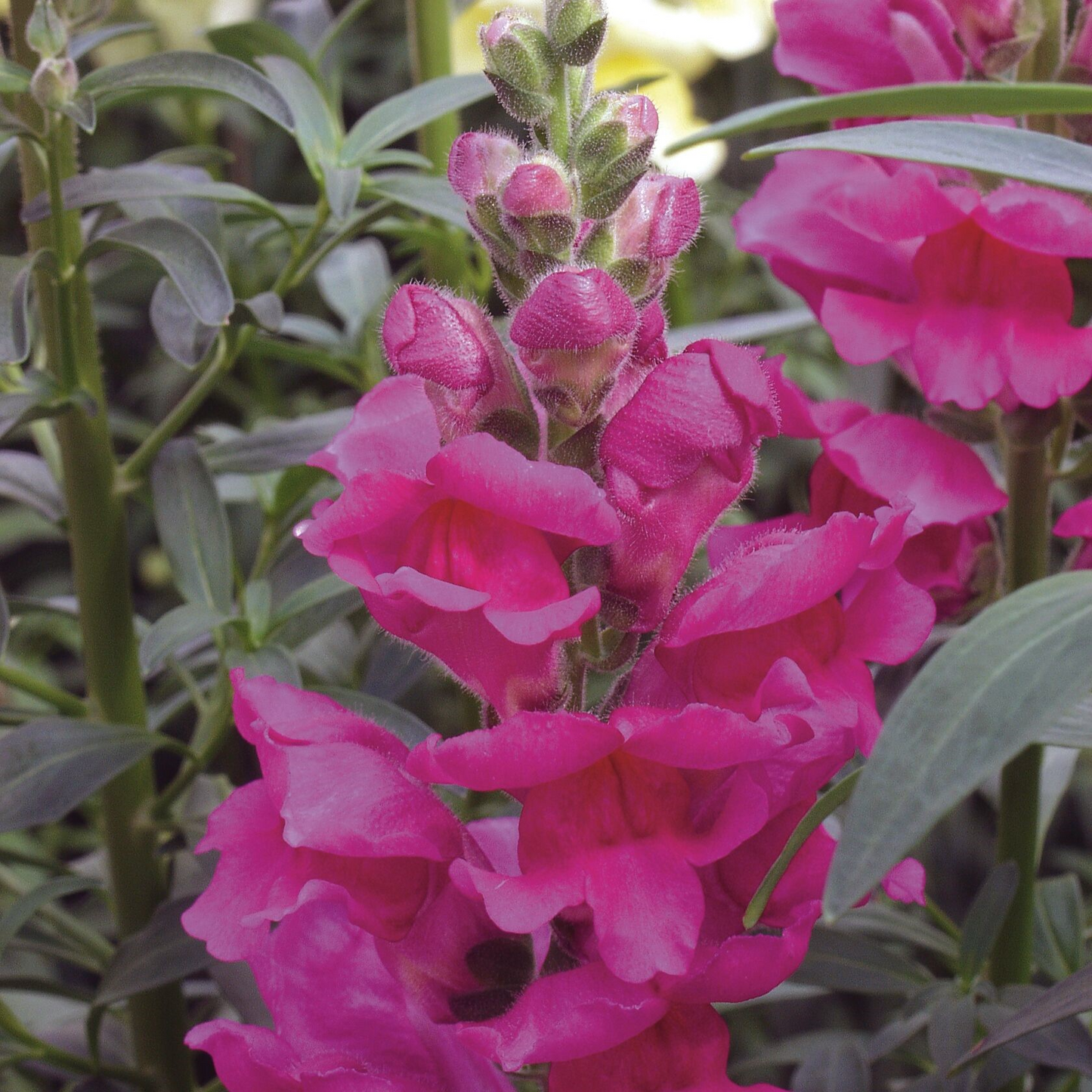 Antirrhinum majus Liberty Lavender Snapdragon Seeds โ 1000+ Soft Purple Blooms for Garden & Cut Flowers