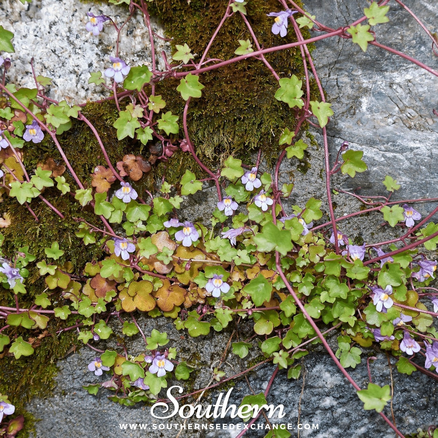 Kenilworth Ivy Seeds – 100 Heirloom, Non-GMO, Perennial Ground Cover for Shady Areas Cymbalaria muralis